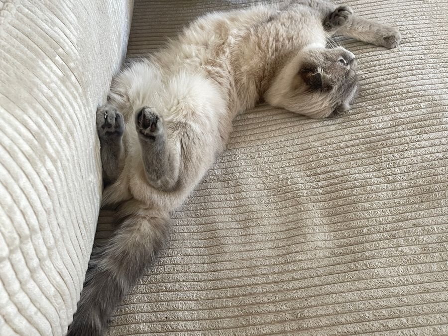 Cat resting on a fabric sofa — pet hair and odour cleaned by Cleanitize Singapore